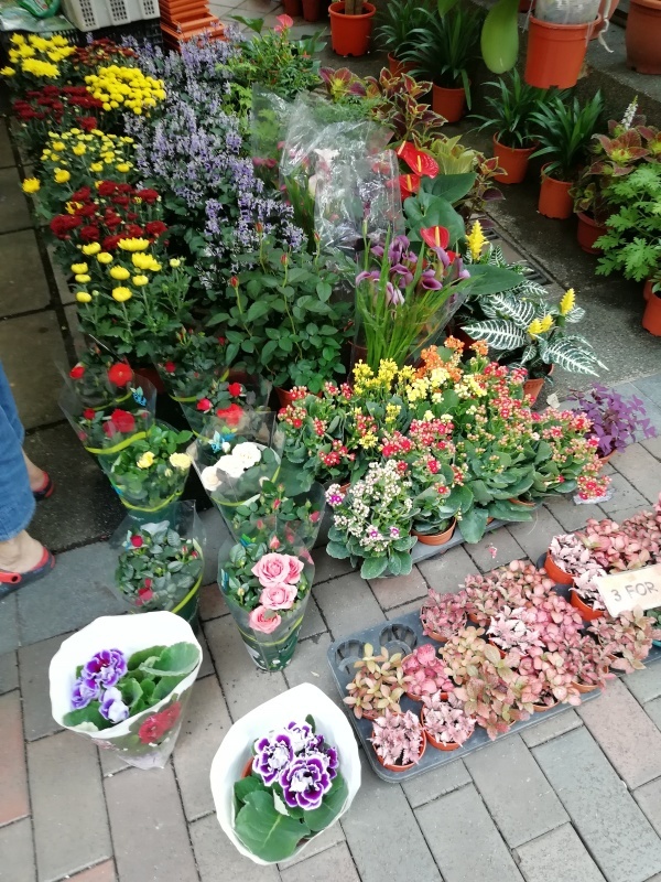 シンガポールの花屋さん 月イチガーデナーの庭雑記