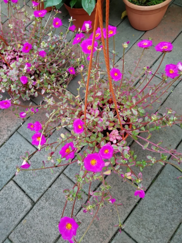 シンガポールの花屋さん 月イチガーデナーの庭雑記