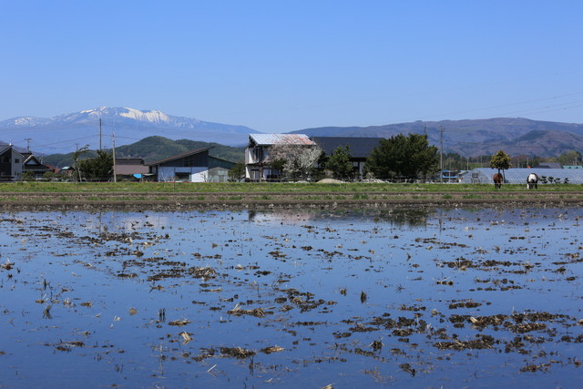 願いを聞く馬っこ 山猫を探す人
