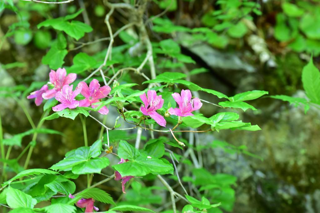 飛騨山脈の登山道_e0367158_14195091.jpg