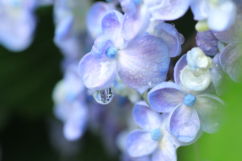 林叟院の紫陽花 4 雫をまとったおたふく紫陽花 Happy Cafe Vol 2 林叟院の紫陽花 4 雫をまとったおたふく紫陽花 Happy Cafe Vol 2
