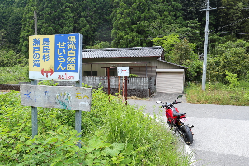 グロムで、桑の川の「鳥居杉」へ_a0077663_12311759.jpg
