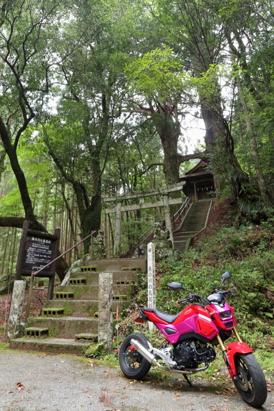 グロムで、桑の川の「鳥居杉」へ_a0077663_12332083.jpg