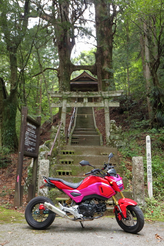 グロムで、桑の川の「鳥居杉」へ_a0077663_12341444.jpg