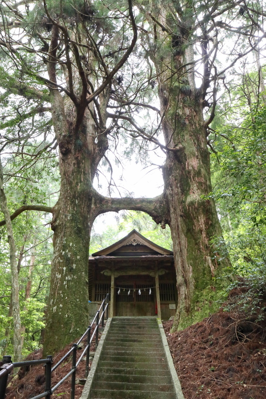 グロムで、桑の川の「鳥居杉」へ_a0077663_12341865.jpg