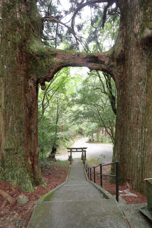 グロムで、桑の川の「鳥居杉」へ_a0077663_12342122.jpg