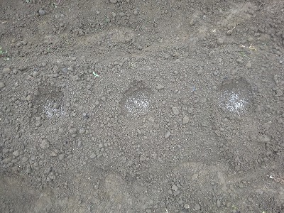 d0074063_07262874.jpg