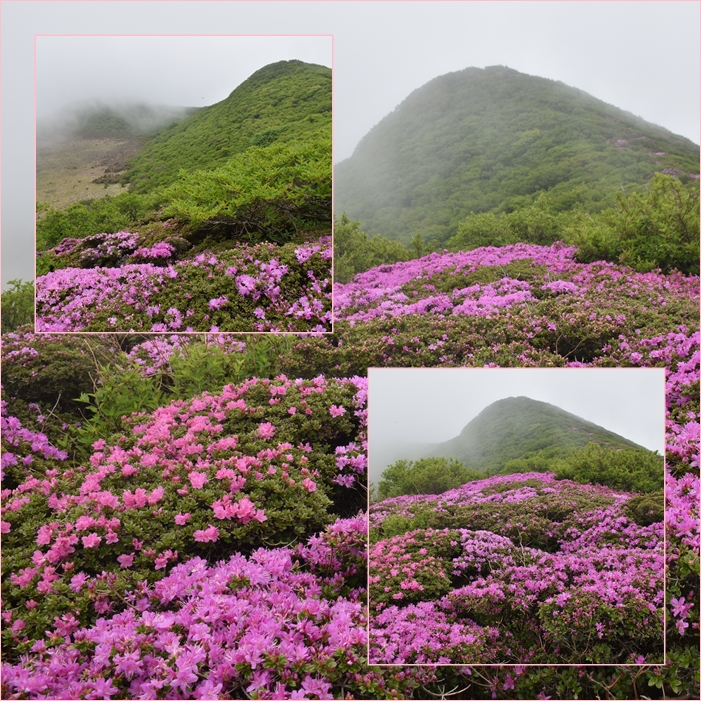 深山霧島の咲く平治岳、北大船山。_f0016066_46241.jpg