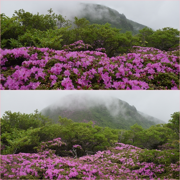 深山霧島の咲く平治岳、北大船山。_f0016066_485076.jpg