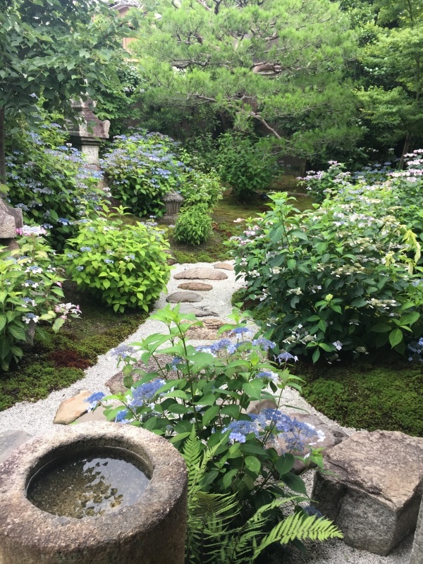 建仁寺で甘茶の花を愛でる_f0363168_07101185.jpeg