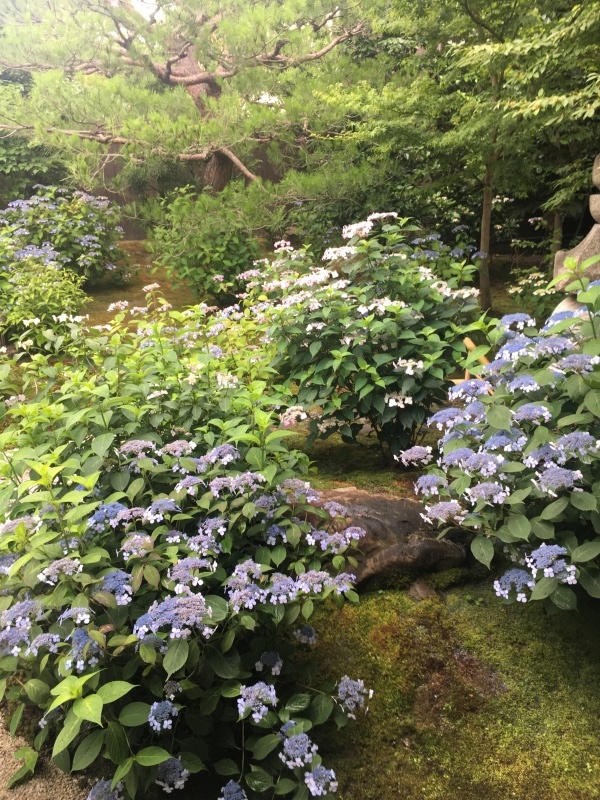 建仁寺で甘茶の花を愛でる_f0363168_07105229.jpeg