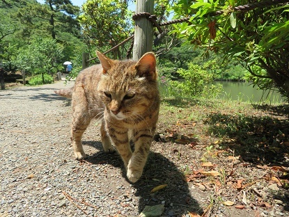 散歩　2019.6.13③　三溪園の旧燈明寺と猫たち_e0413275_13262390.jpg