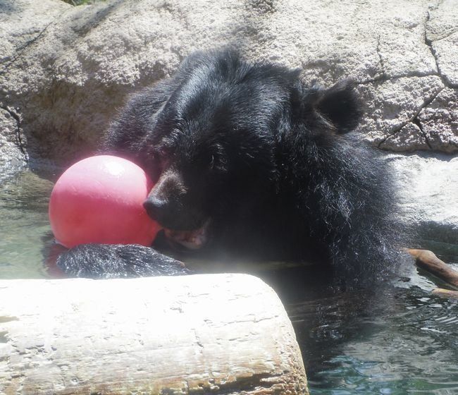 6月14日の円山動物園①_b0014576_19362002.jpg