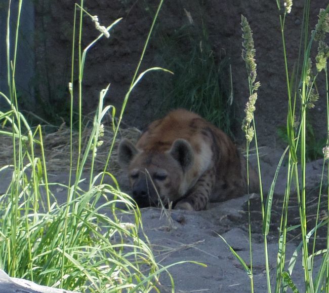 6月14日の円山動物園①_b0014576_19532699.jpg