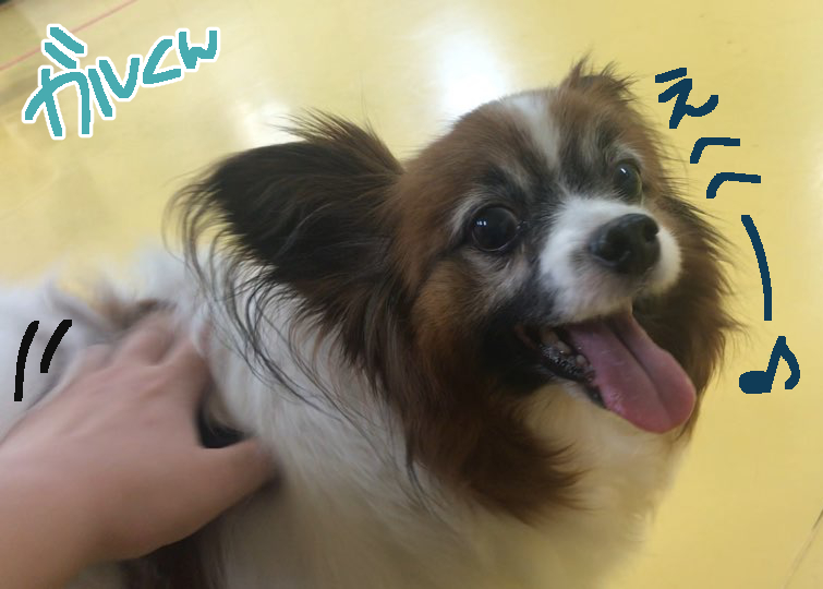 甘え上手たち♡_f0357682_16274619.jpg