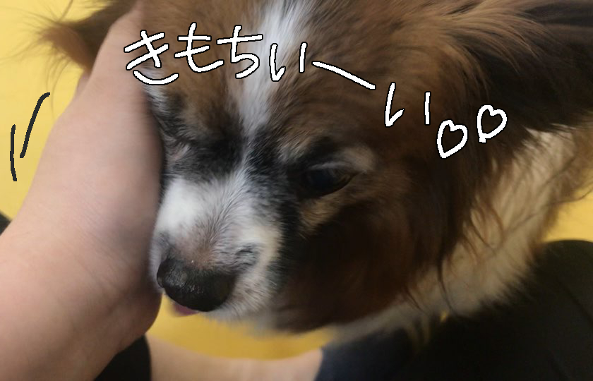 甘え上手たち♡_f0357682_16321879.jpg