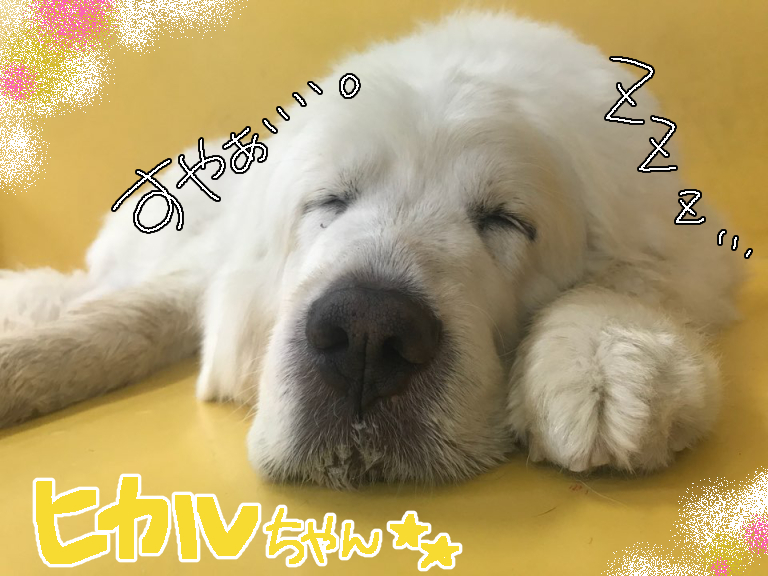 甘え上手たち♡_f0357682_16392676.jpg