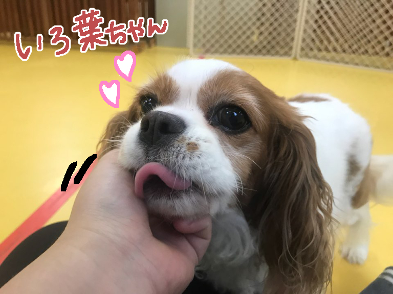 甘え上手たち♡_f0357682_16443056.jpg