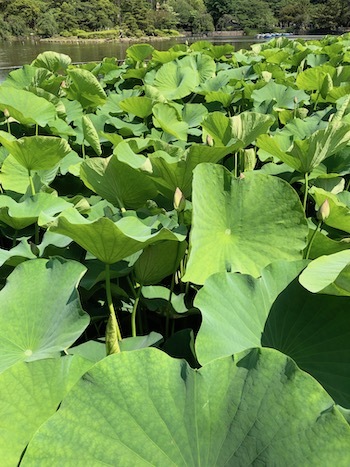 千葉公園のハスの香り 2019年_a0191183_09224967.jpeg