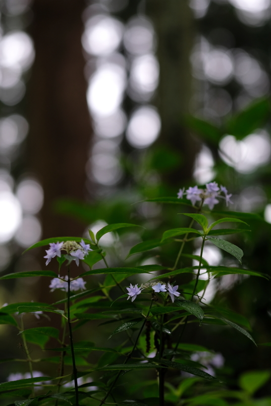 あじさい　水戸八幡宮　２０１９・０６・０８_e0143883_06012781.jpg