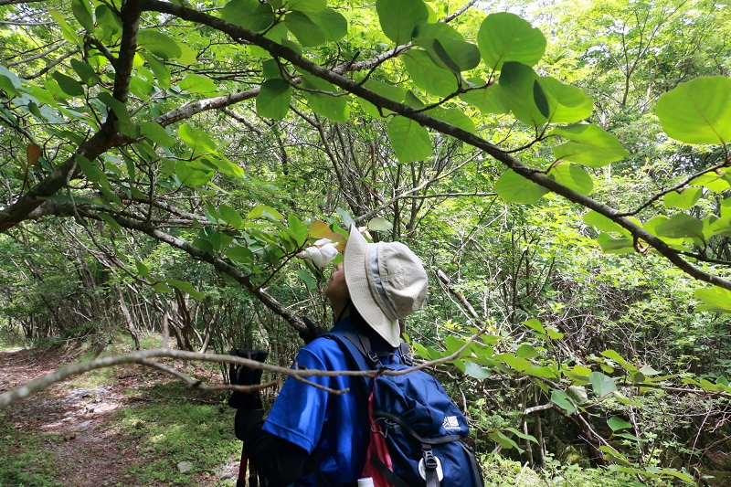 オオヤマレンゲの猟師岳（1,423ｍ）＃2～合頭山（1,384m）＃1_c0366392_15371276.jpg