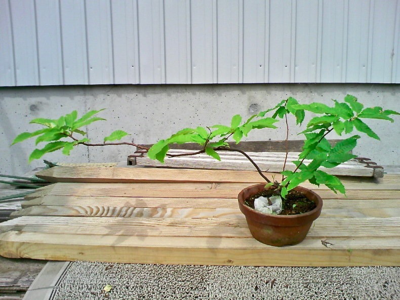 実生山栗 : 盆栽便り