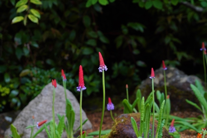 初夏の箱根湿生花園_b0145398_10553417.jpg