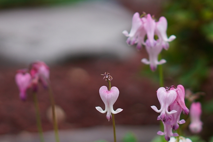 初夏の箱根湿生花園_b0145398_10554947.jpg