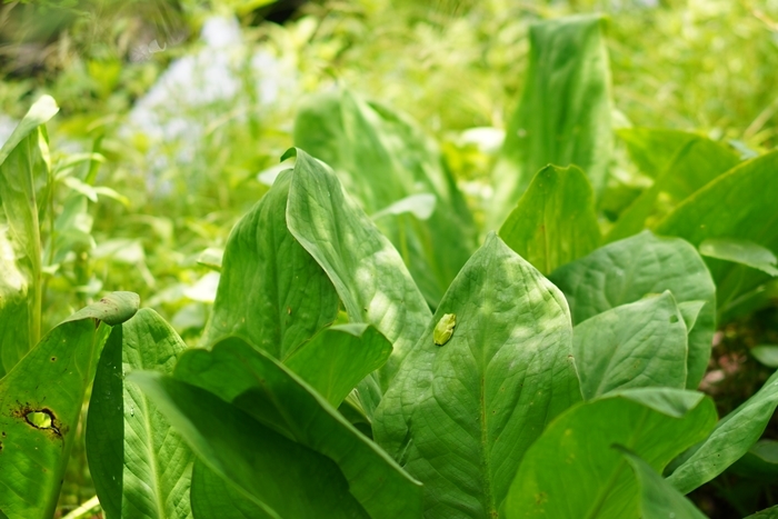 初夏の箱根湿生花園_b0145398_10591209.jpg