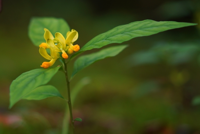 初夏の箱根湿生花園_b0145398_11013285.jpg