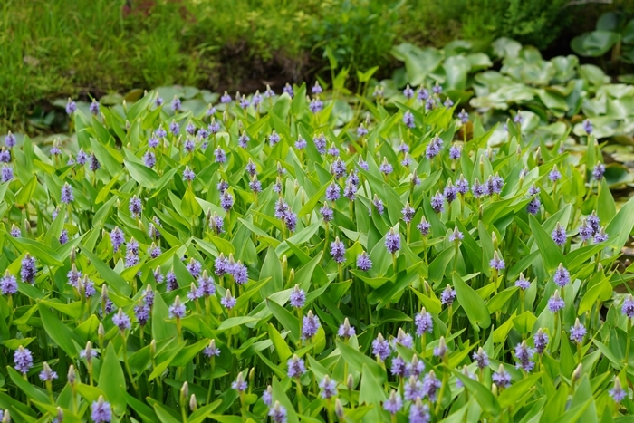 初夏の箱根湿生花園_b0145398_11041372.jpg