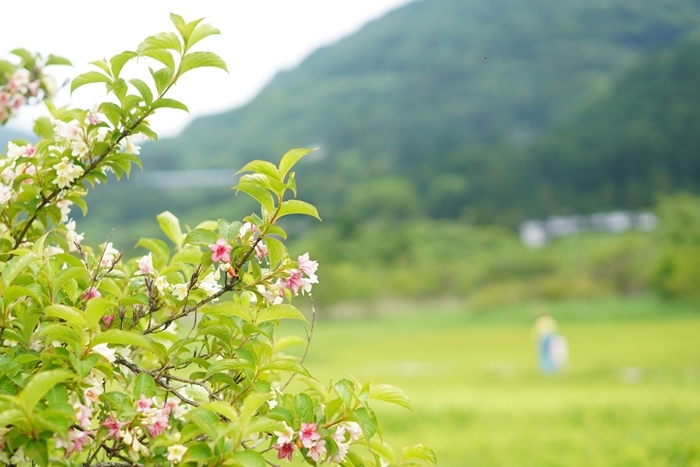 初夏の箱根湿生花園_b0145398_11075962.jpg