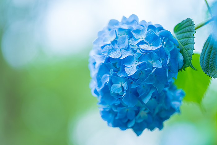 着物姿の女性と紫陽花　北鎌倉　明月院_b0145398_22532140.jpg