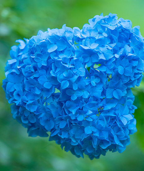 着物姿の女性と紫陽花　北鎌倉　明月院_b0145398_22562068.jpg