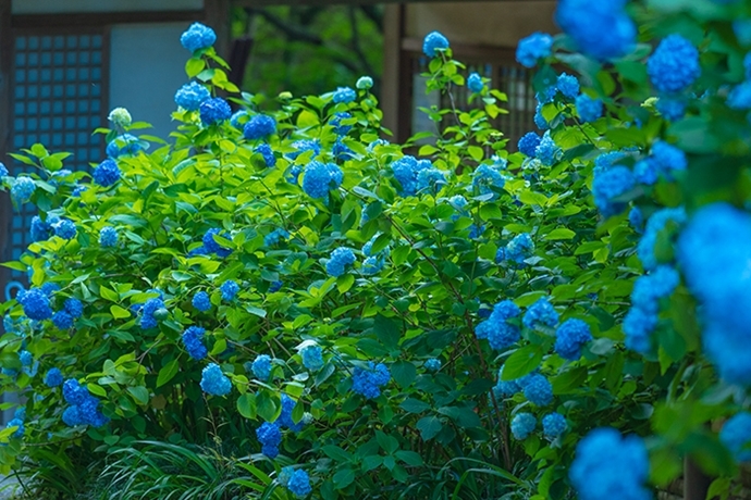 着物姿の女性と紫陽花　北鎌倉　明月院_b0145398_22583610.jpg