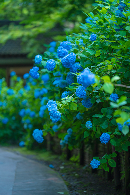 着物姿の女性と紫陽花　北鎌倉　明月院_b0145398_23000530.jpg