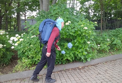 花火アジサイ_e0077899_16523213.jpg