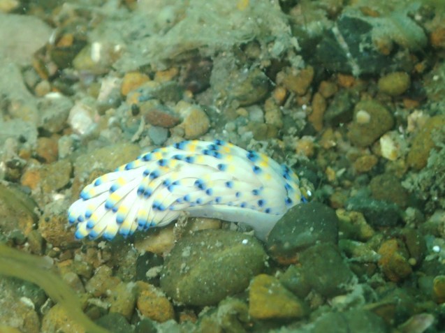 e0115199_21421252.jpg