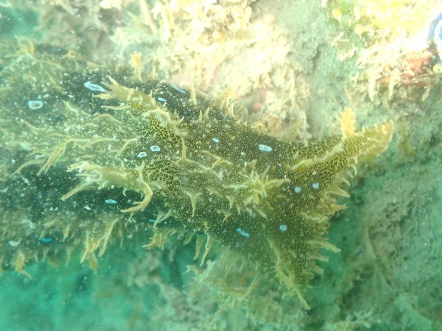 e0115199_21430494.jpg