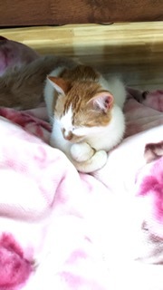 ニコニコ通信 -Vol.5-_f0242002_21124145.jpeg