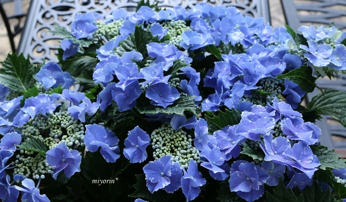 a0123003_09404990.jpg