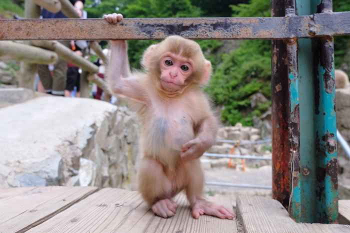 赤ちゃん猿 Cuteポートレート 相模原 町田エリアの写真サークル なちゅフォト ブログ