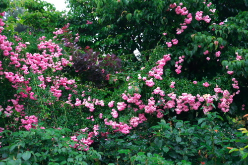 a0263109_08123078.jpg