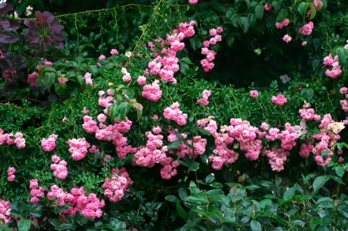 a0263109_08155095.jpg