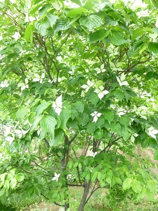 b0198109_18122434.jpg