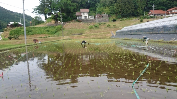 田んぼアート稲作体験『生き物観察&バーベキュー交流会』のご案内_b0281312_10154380.jpg
