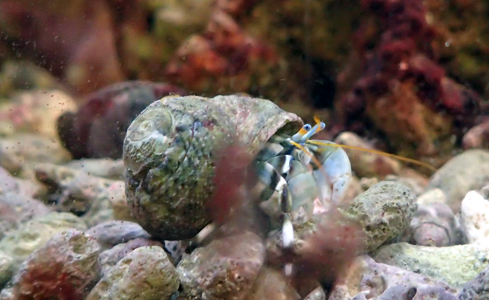 我が家の海水魚水槽の今 19年6月16日 土 釣り好き昌ちゃんの釣り日誌 我が家の海水魚水槽の今 19年6月16日 土 釣り好き昌ちゃんの釣り日誌
