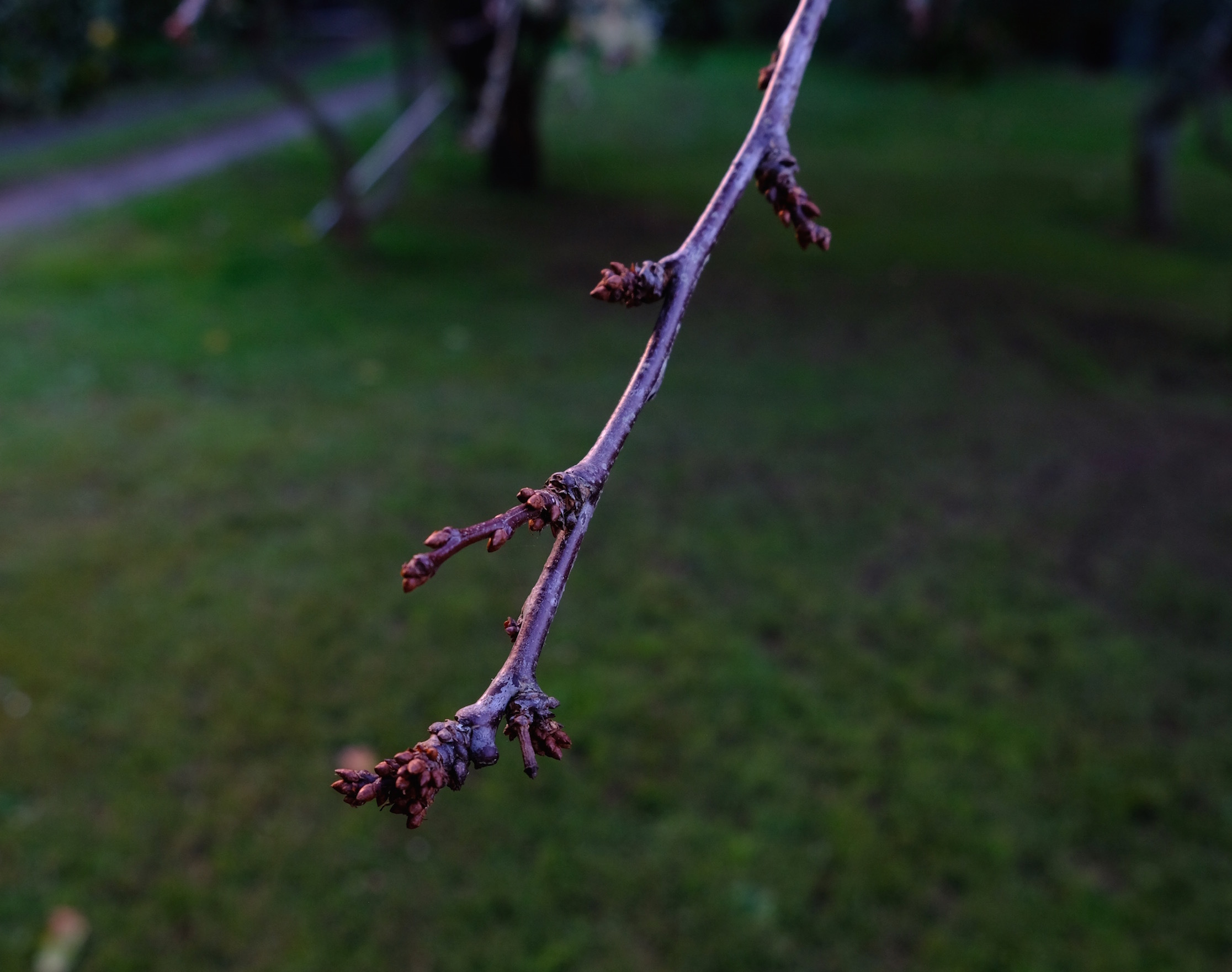 e0310424_18062893.jpg