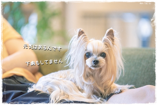 d0179828_12312993.png