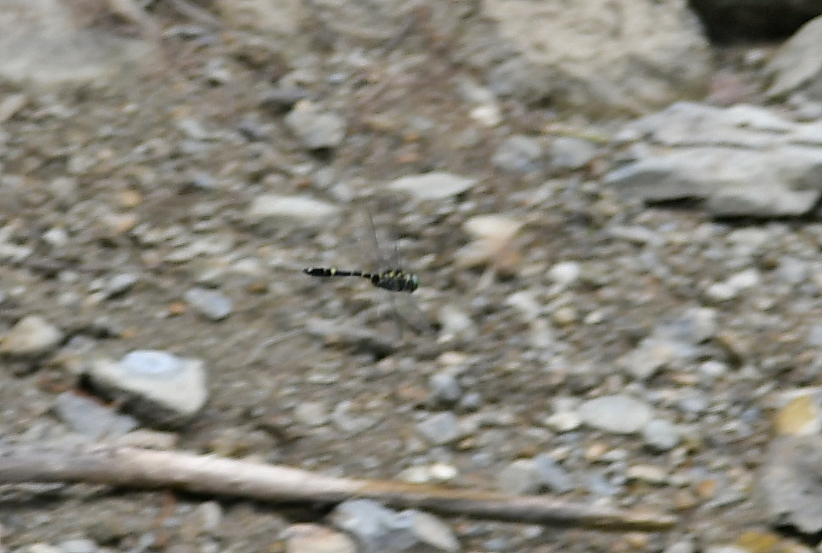 f0340732_18255549.jpg